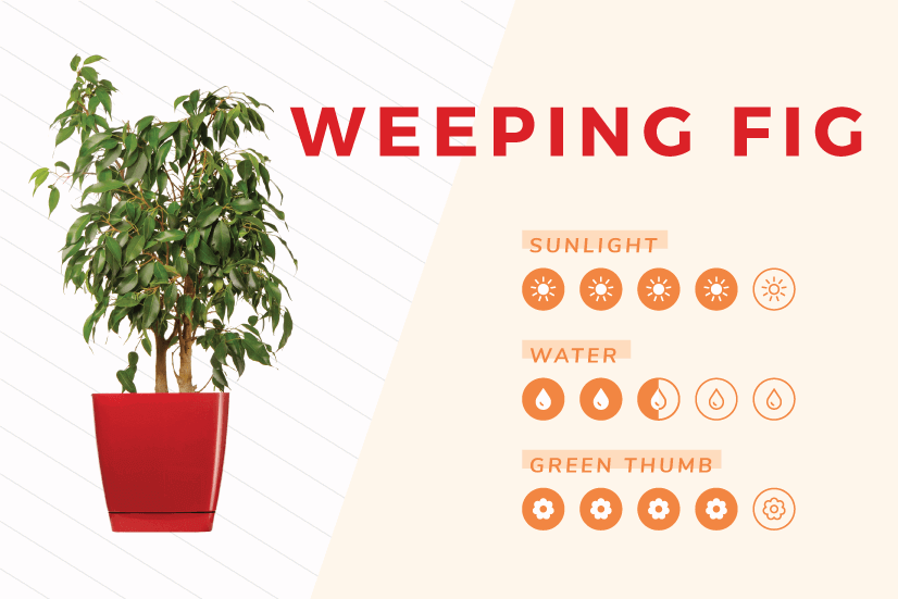 Weeping Fig indoor plant care guide.